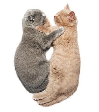 La Cohabitation Entre Chats Comment Faire Cohabiter Deux Chats Vetostore
