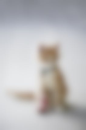 Abces Chat Comment Soigner Un Abces Chez Le Chat Vetostore Abces Chat Comment Soigner Un Abces Chez Le Chat Vetostore