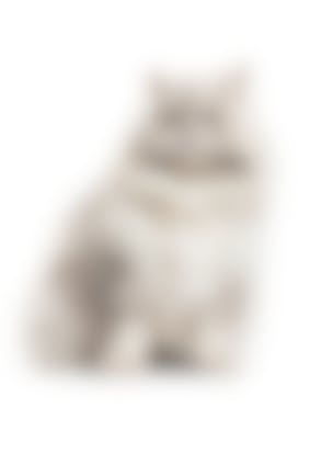 Cataracte Chat Comment Soulager La Cataracte Du Chat Vetostore Cataracte Chat Comment Soulager La Cataracte Du Chat Vetostore