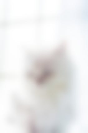 Chaton Qui A Des Croutes Comment Aider Mon Chat Qui A Des Croutes Vetostore Chaton Qui A Des Croutes Comment Aider Mon Chat Qui A Des Croutes Vetostore