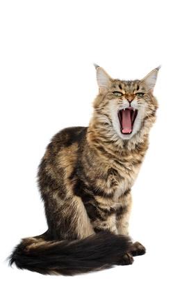 Mon Chat S Ennuie Que Faire Si Mon Chat S Ennuie Vetostore