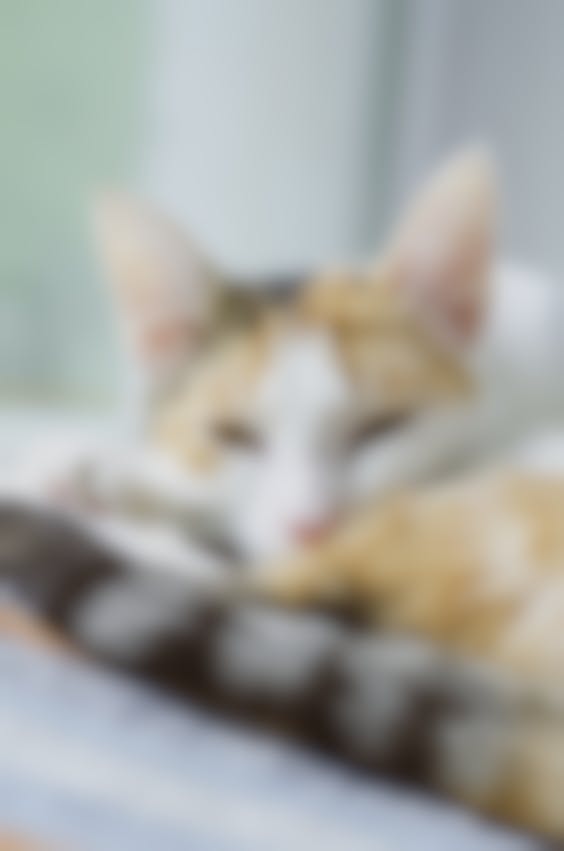 traitement fibrosarcome chat
