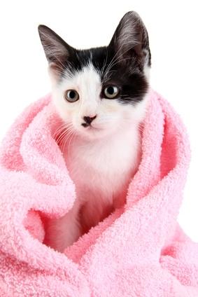 Toilette Du Chat Comment Laver Mon Chat Vetostore