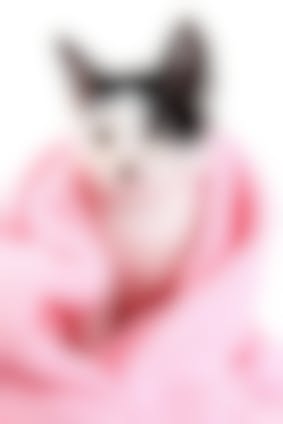 Toilette Du Chat Comment Laver Mon Chat Vetostore Toilette Du Chat Comment Laver Mon Chat Vetostore