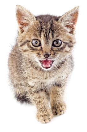 Chat Qui Miaule Comment Comprendre Un Chat Qui Miaule Vetostore