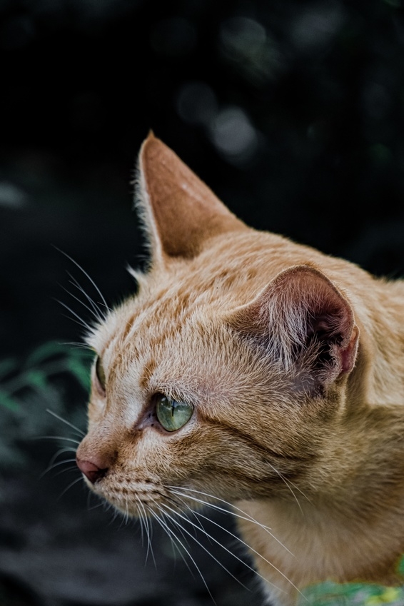 Vibrisses Du Chat A Quoi Servent Les Moustaches Du Chat Vetostore