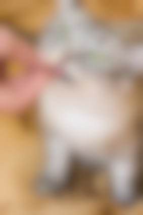 Pilule Pour Chat Quels Risques Risques De La Pilule Pour Chat Vetostore Pilule Pour Chat Quels Risques Risques De La Pilule Pour Chat Vetostore