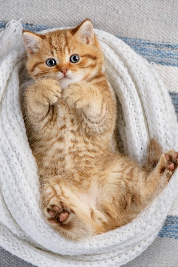 Chat mâle ou femelle Comment reconnaître le sexe d’un chaton Vetostore