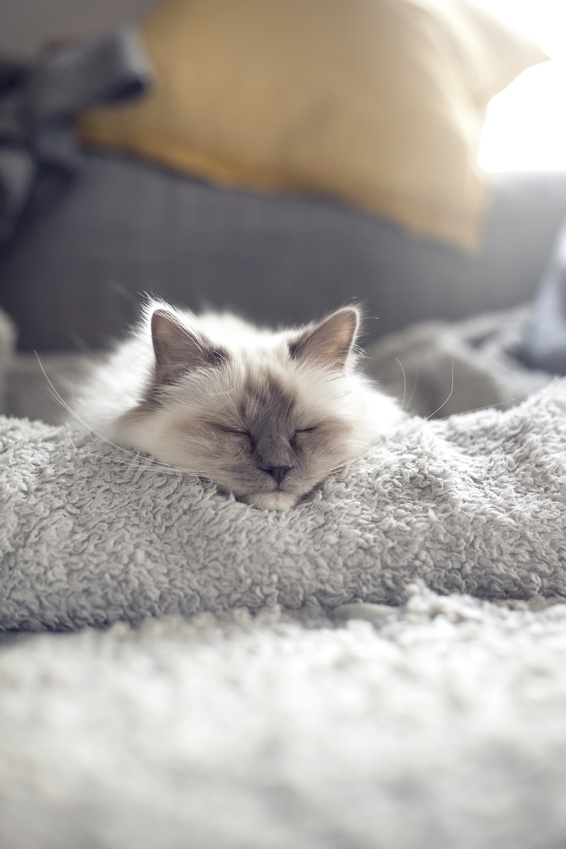 Sommeil du chat Quel est le temps de sommeil d’un chat Vetostore