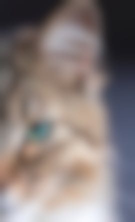 Vision Du Chat Comment Voient Les Chats Vetostore Vision Du Chat Comment Voient Les Chats Vetostore