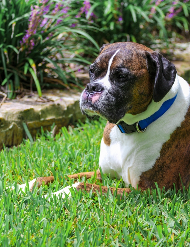 Truffe Chaude Du Chien Pourquoi Mon Chien A La Truffe Chaude Vetostore