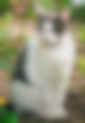 Echinococcose Du Chat Quels Sont Les Symptomes De L Echinococcose Chez Le Chat Vetostore Echinococcose Du Chat Quels Sont Les Symptomes De L Echinococcose Chez Le Chat Vetostore