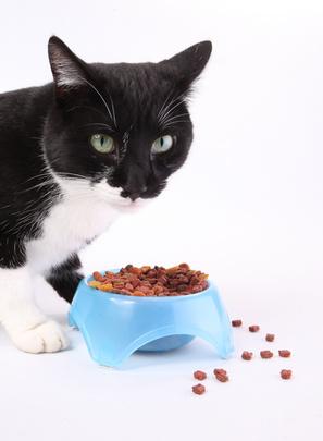 Alimentation Chat Castre Comment Nourrir Votre Chat Castre Vetostore