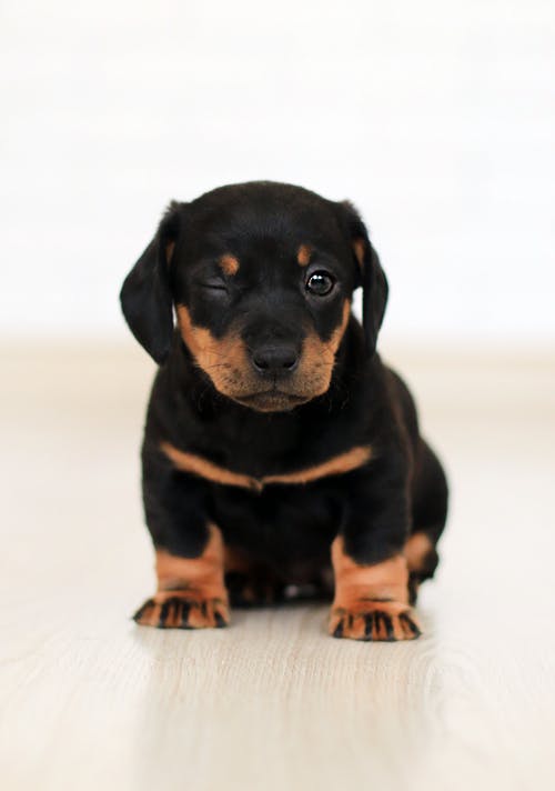 Conserveermiddel Slecht Kijker Ik wil een puppy kopen: aankoopprijs en kosten | Pharmapets