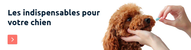 Debut du printemps chien