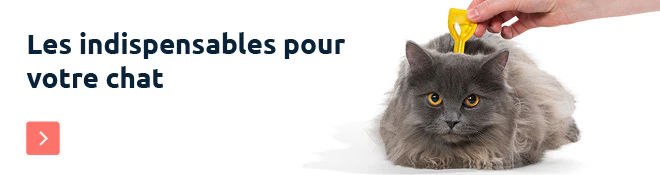 Debut du printemps chat