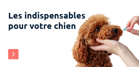 Debut du printemps chien