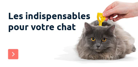 Debut du printemps chat