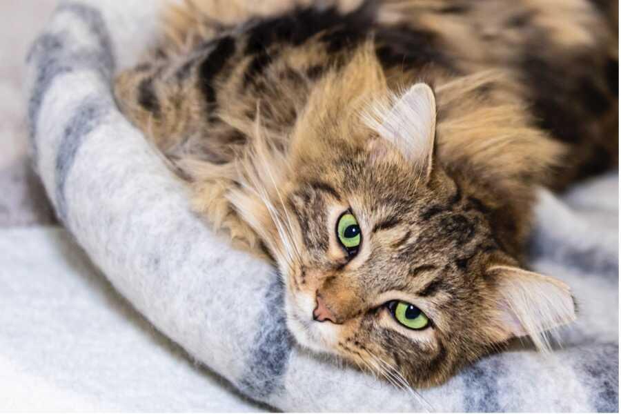 Chat A Poil Long Quel Chat A Poil Long Choisir Vetostore