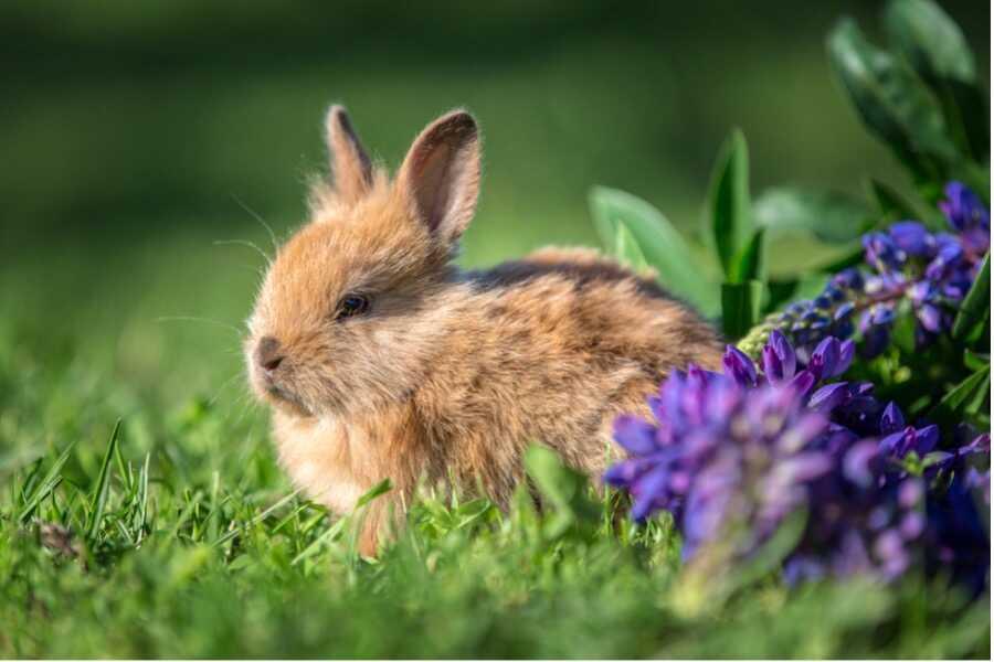 Nourriture Lapin Nain croquettes naturelles JAQUO