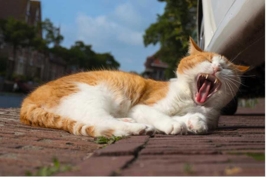 Dent De Lait Chat Comment Prendre Soin Des Dents De Lait Du Chat Vetostore