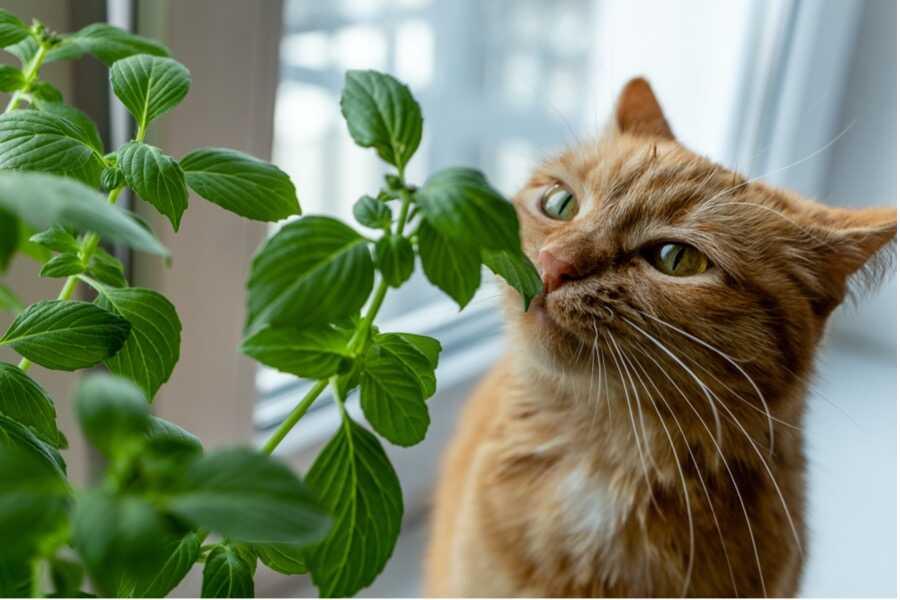Giftige planten voor katten - Welke planten zijn giftig voor katten? |  PharmaPets