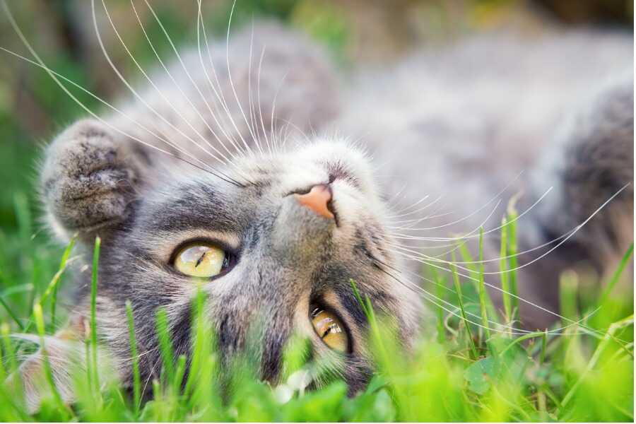 Les Gales Du Corps Comment Traiter Votre Chat Contre Les Gales Du Corps Vetostore