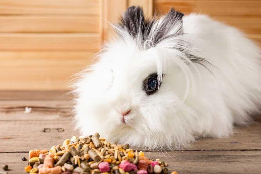 Comment nourrir votre lapin et votre hamster ?