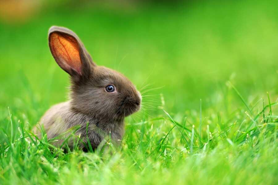 Oreilles du lapin - A quoi servent les oreilles du lapin