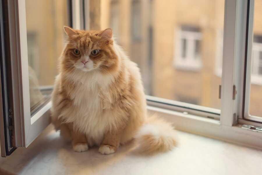 Chat Obese Comment Traiter L Obesite De Mon Chat Vetostore