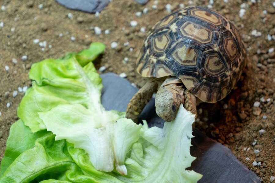 Alimentation des tortues - Choisir une nourriture adaptée aux tortues