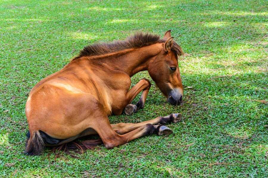 L'arthrose chez le cheval : symptômes, causes et traitements - Reverdy