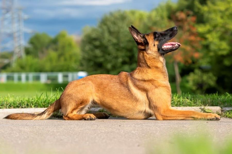 Rode Reekalf Anatolische Herder