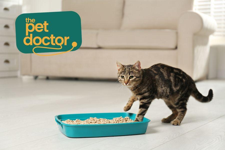 Pijnboom roman Vete The Pet Doctor: Mijn kat plast naast de kattenbak, wat nu?