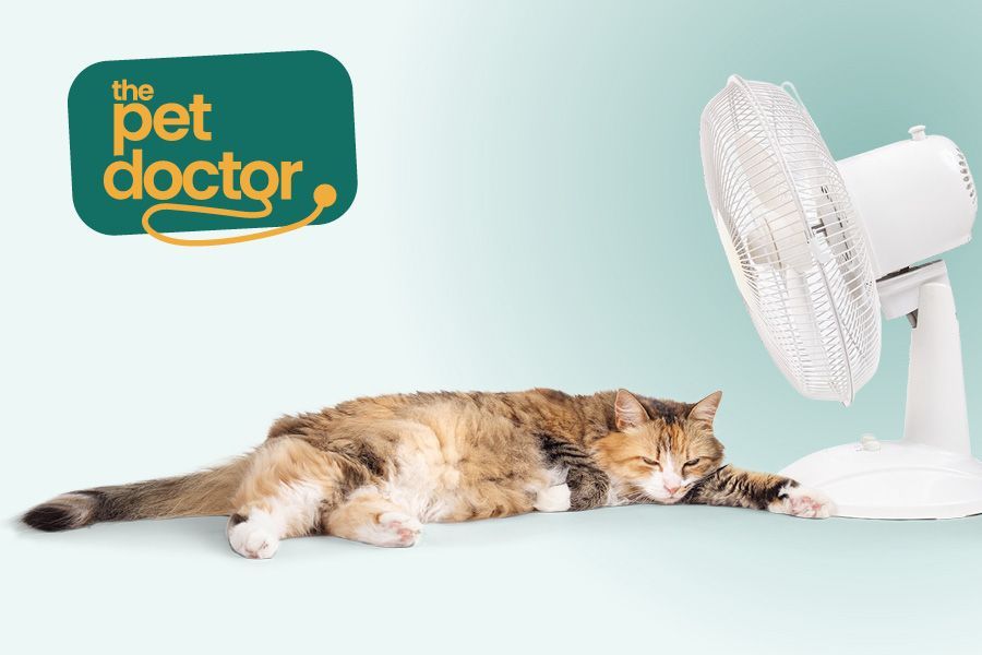Heeft jouw kat last van de warmte? Zo zorg je voor verkoeling