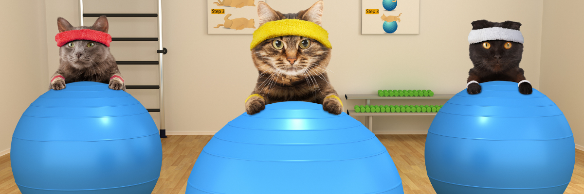 10 conseils pour garder son chat mince