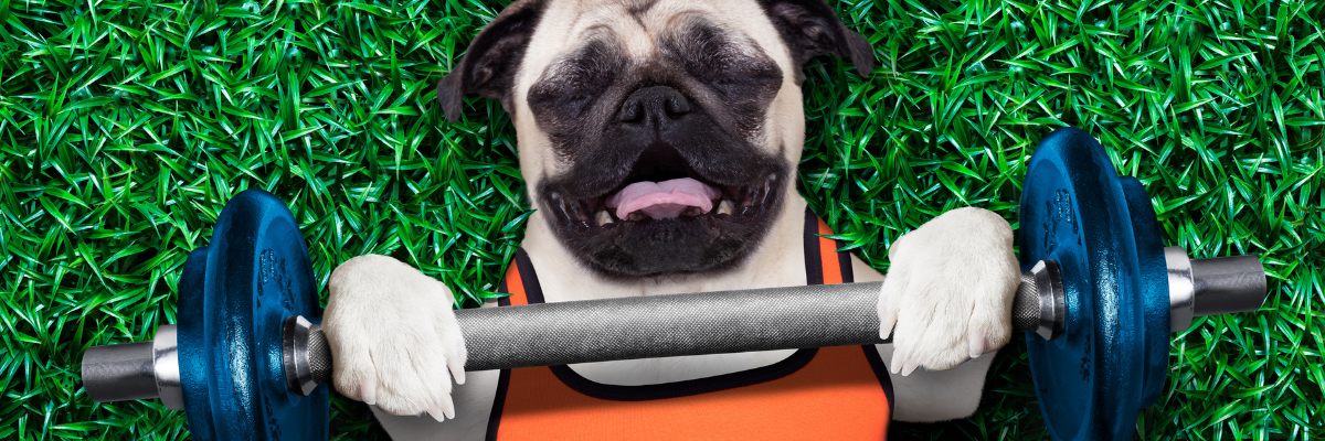 10 conseils pour que votre chien reste mince