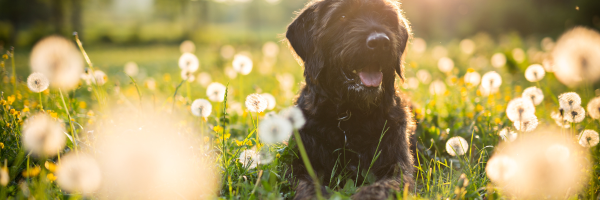 Bruine hond zit in weide met paardenbloemen waar hij allergisch aan kan zijn.