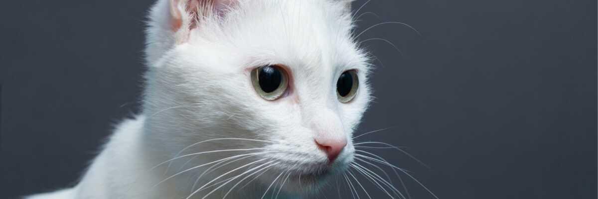 Wat is een albinokat ?