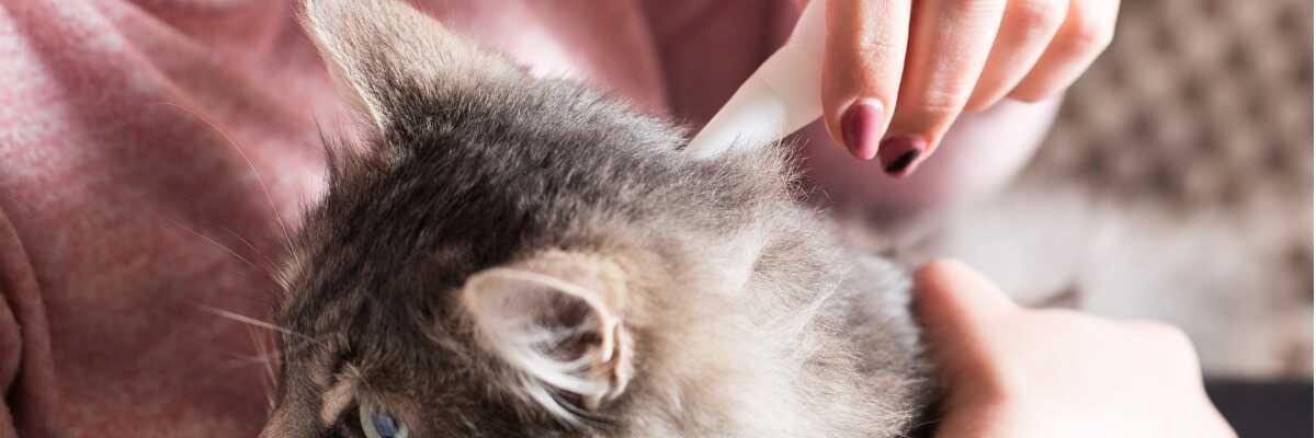 Wat zijn Bravecto en Bravecto Plus voor katten?