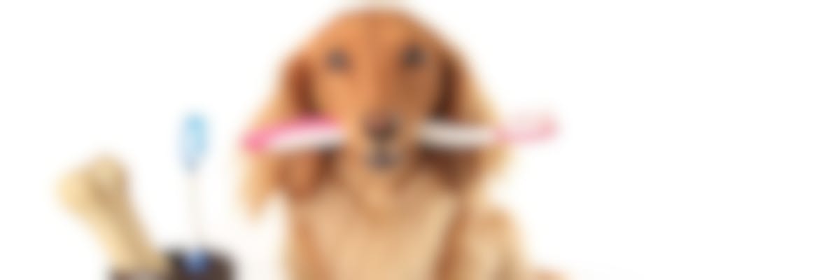 Tandpasta voor honden: hoe verzorg je de tanden van je huisdier?