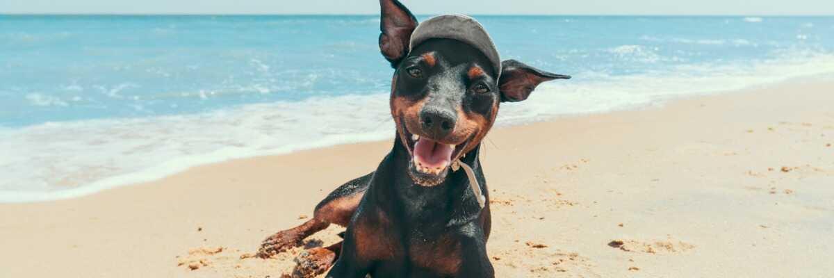 Hoe bereid ik mij voor op mijn vakantie in het zuiden met mijn hond?