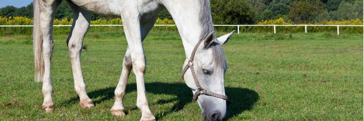 dermatite estival chez le cheval