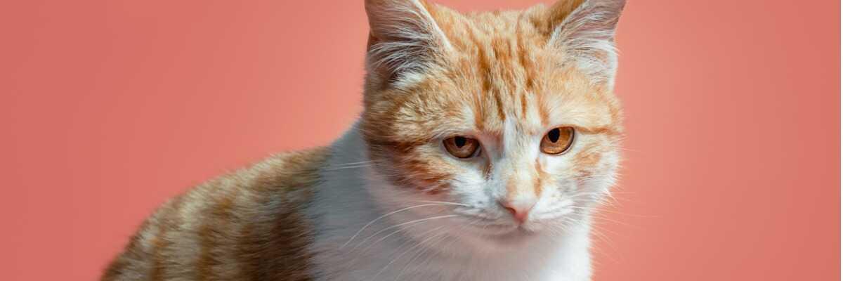 Pourquoi mon chat ronronne ? - Blog