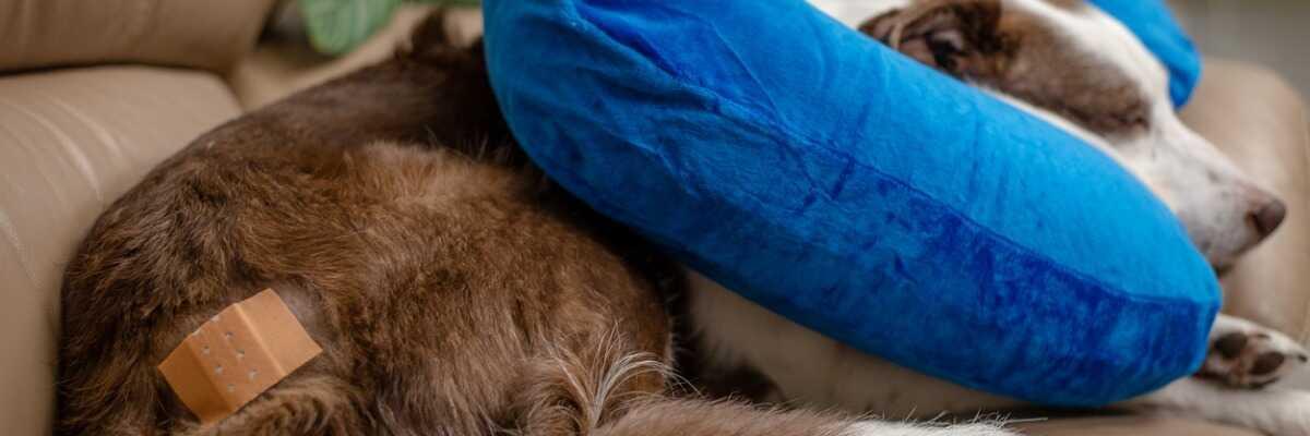 Hoe een abces bij honden behandelen ?