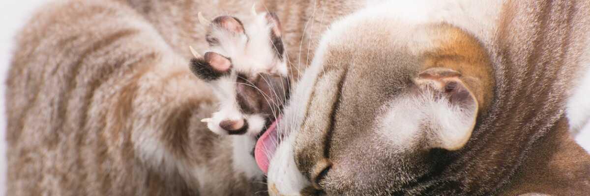 Quel traitement contre la maladie des griffes du chat ?