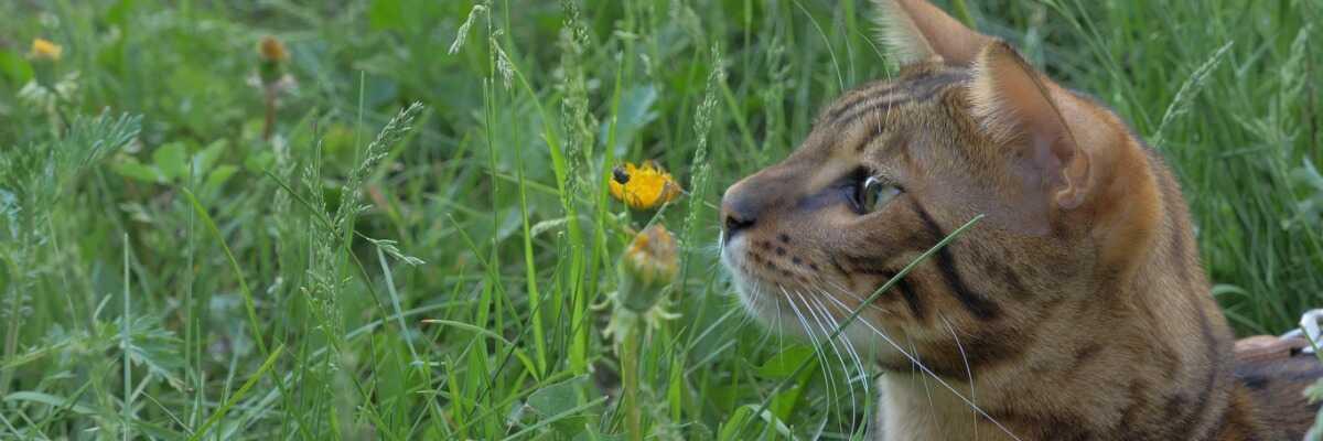 Chat Pique Par Un Insecte Quelles Sont Les Consequences D Une Piqure D Insecte Chez Le Chat Vetostore