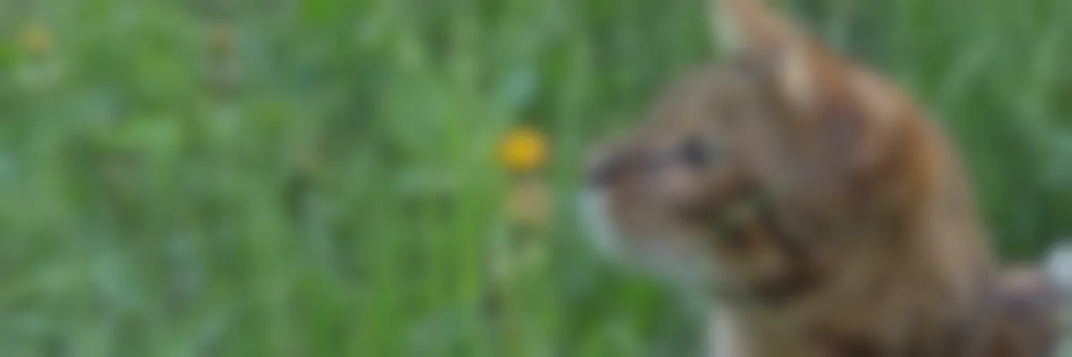 Chat Pique Par Un Insecte Quelles Sont Les Consequences D Une Piqure D Insecte Chez Le Chat Vetostore Chat Pique Par Un Insecte Quelles Sont Les Consequences D Une Piqure D Insecte Chez Le Chat Vetostore