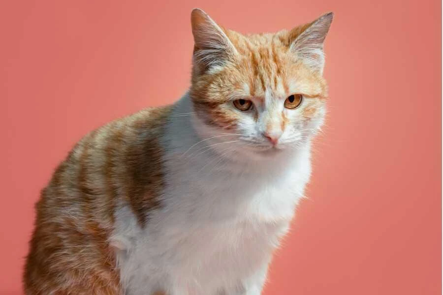 mon chat bave