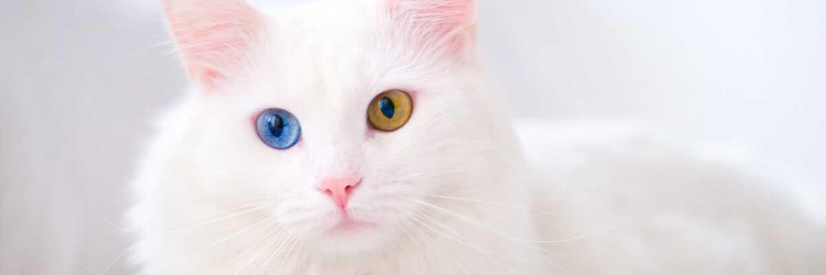 Hoe kunnen katten kleuren zien ?
